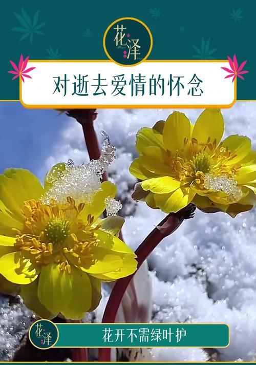 冰樱花的花语是什么？冰樱花象征着什么？