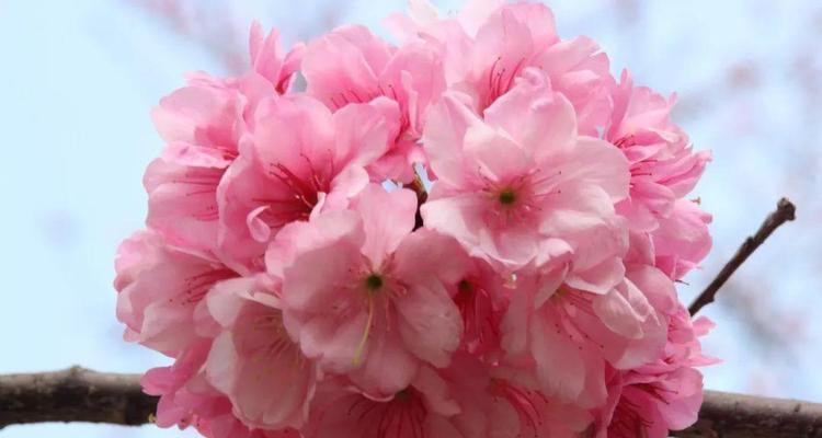 冰樱花的花语是什么？冰樱花象征着什么？