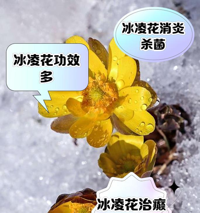 冰樱花的花语是什么？冰樱花象征着什么？