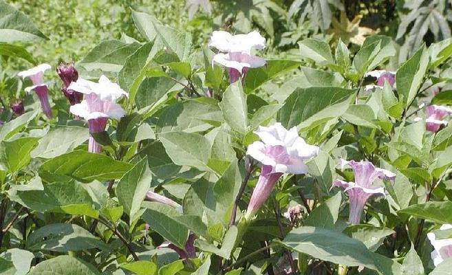 黑籽花的花语有哪些？黑籽花代表了哪些情感？