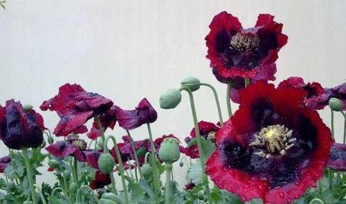 黑籽花的花语有哪些？黑籽花代表了哪些情感？