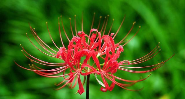 茵树花的花语是什么？茵树花代表了哪些意义？