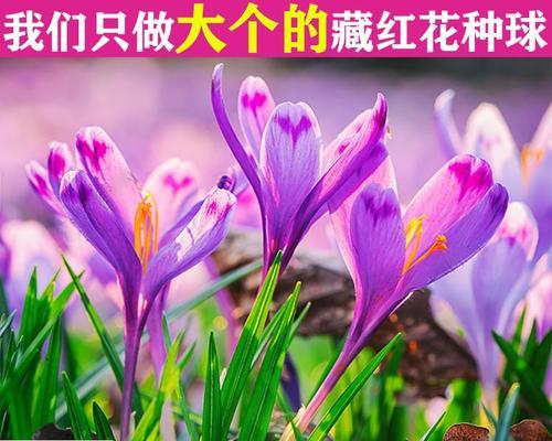 山红花的花语有哪些？山红花象征着什么？