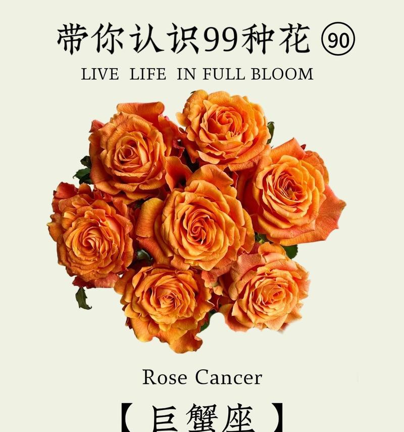 花语花水涧的含义是什么？花语花水涧代表了什么？