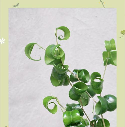 弯榕的花语有哪些？弯榕象征着什么？