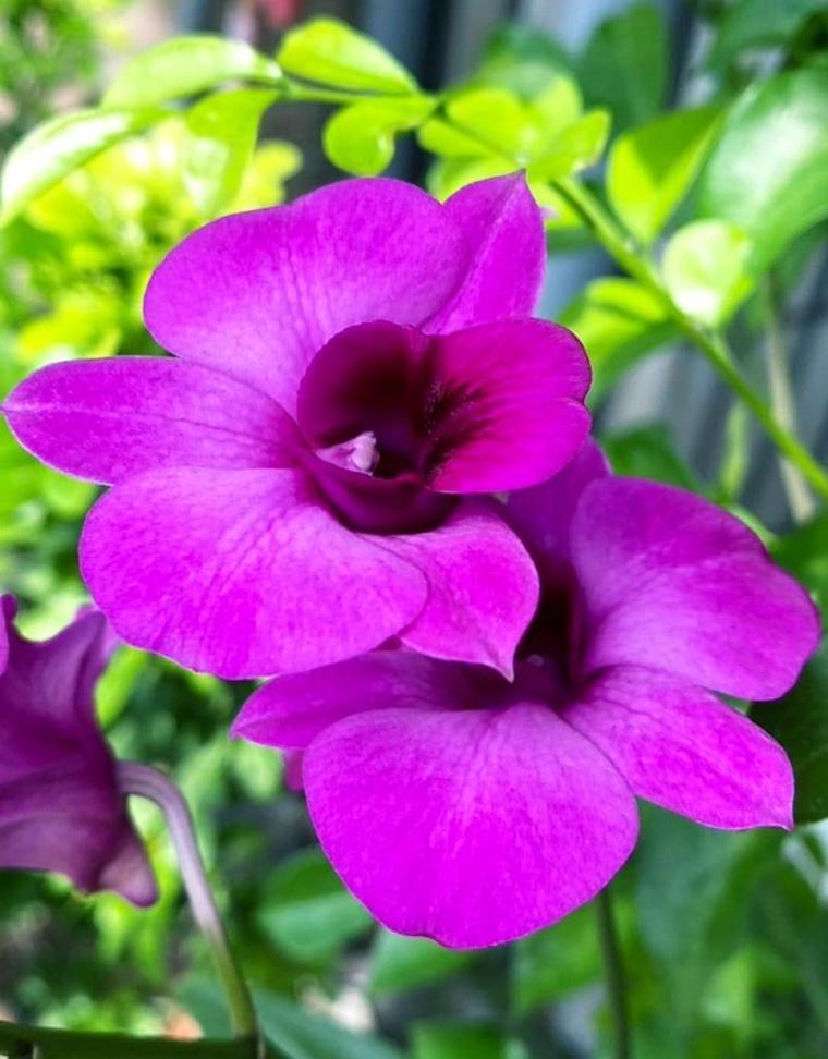 蝶沾花的花语有哪些？蝶沾花象征着什么？