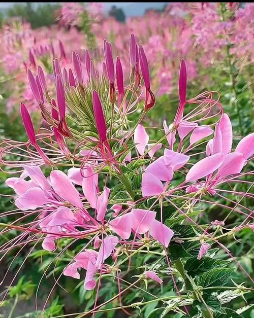 蝶沾花的花语有哪些？蝶沾花象征着什么？