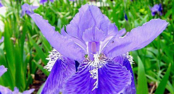蝶沾花的花语有哪些？蝶沾花象征着什么？