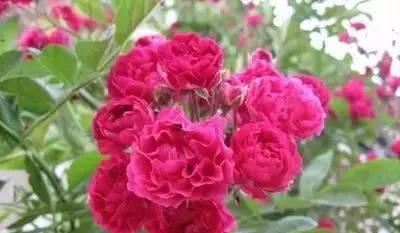 蔓花语樱之的含义是什么？蔓花语樱之代表了什么？