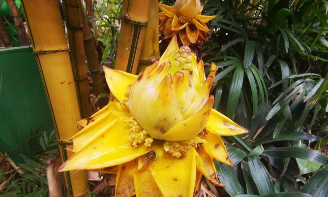 花语竹子代表什么？竹子的花语有哪些含义？