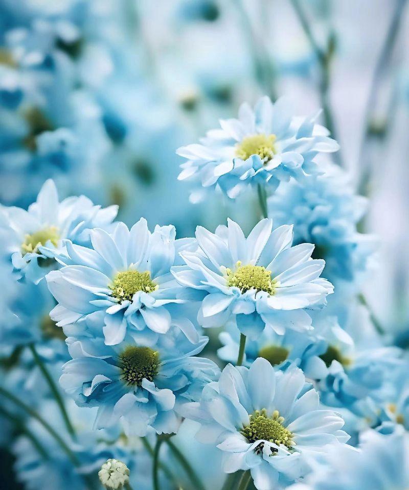 橘子花语是什么？橘子的花语有哪些特别之处？