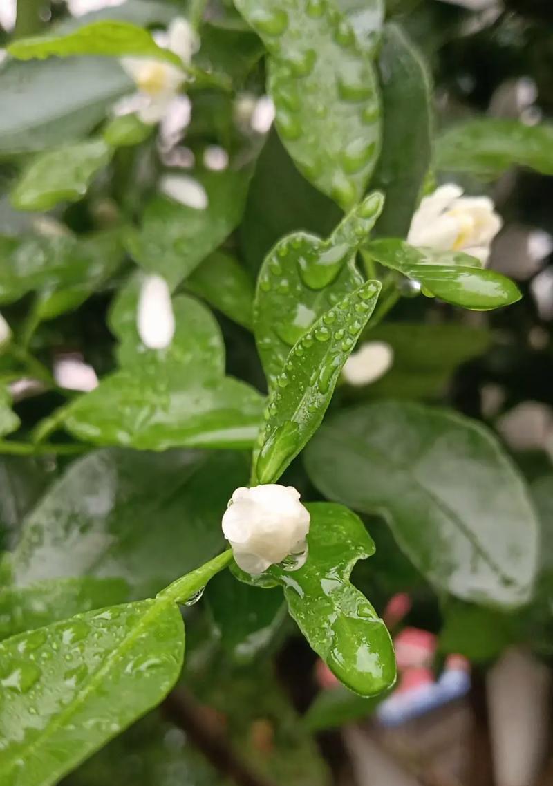 橘子花语是什么？橘子的花语有哪些特别之处？