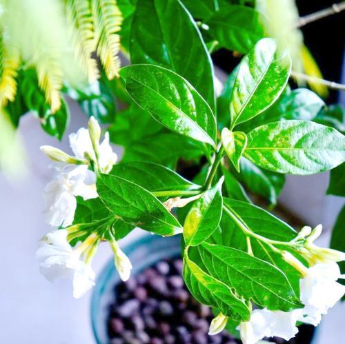 狗牙草花语有何深意？狗牙草的花语代表什么？