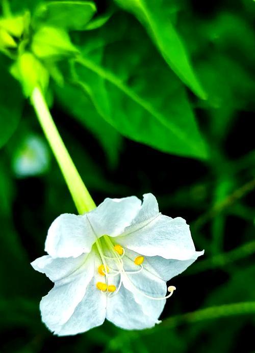 花语怯懦代表什么？怯懦的花语有哪些？