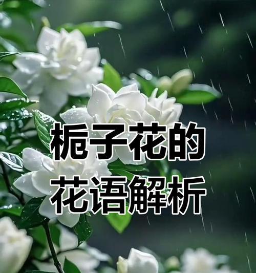 花语怯懦代表什么？怯懦的花语有哪些？