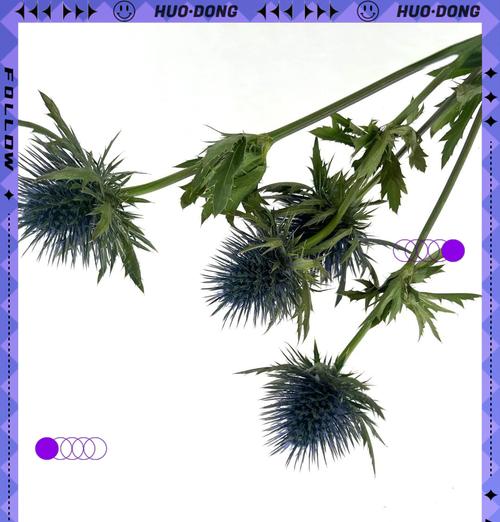 棕榈花语有何寓意？棕榈的花语是什么？