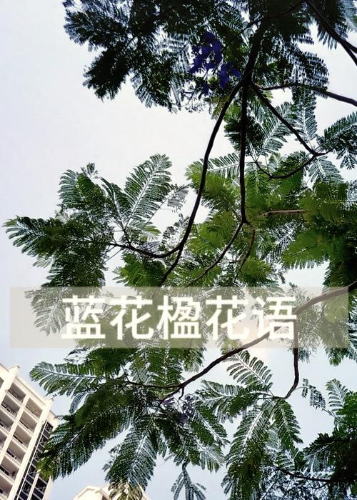 棕榈花语有何寓意？棕榈的花语是什么？