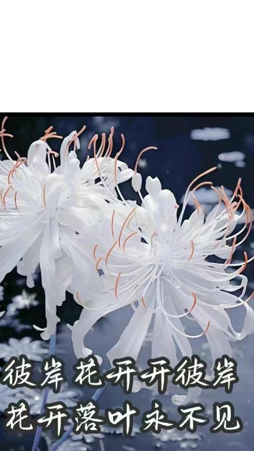 诗句花语有哪些？诗句中花语的含义是什么？