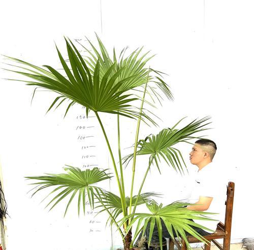 蒲葵花语代表什么？蒲葵的花语有哪些特点？