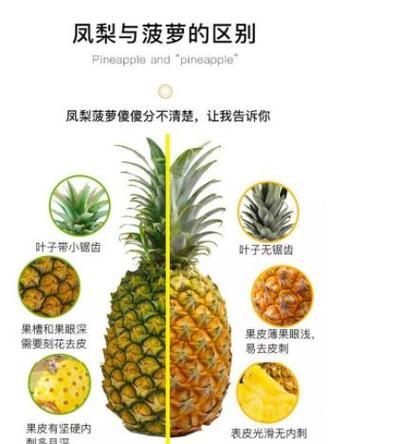菠萝花语是什么意思？菠萝的花语有哪些？