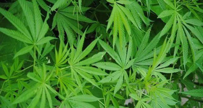大麻花语有何含义？大麻的花语是什么？