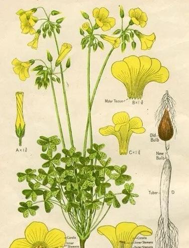 醡浆草花语有何深意？醡浆草的花语是什么？