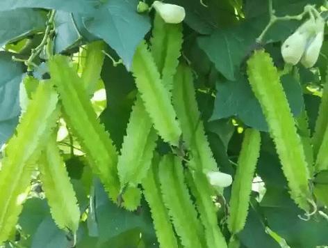 豆角花语是什么意思？豆角的花语有哪些？