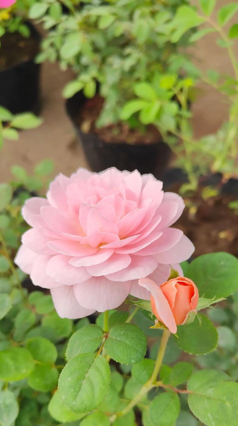 花语月季代表什么？月季的花语有哪些含义？