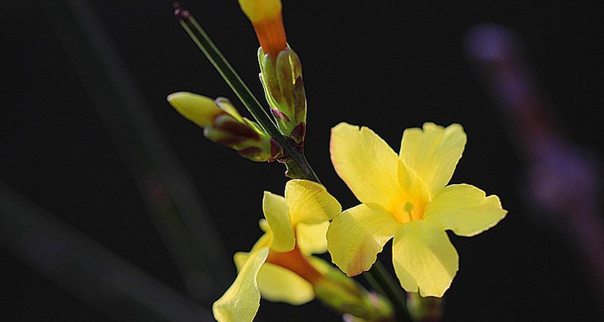 花语迎接是什么意思？迎接的花语有哪些？