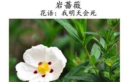 马铃薯花语有何寓意？马铃薯的花语是什么？