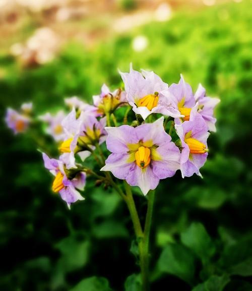 马铃薯花语有何寓意？马铃薯的花语是什么？