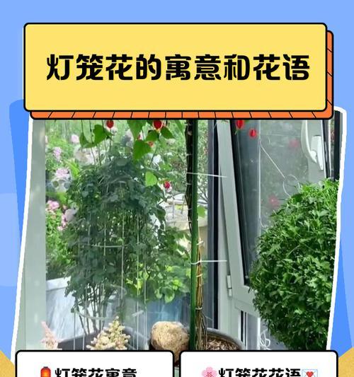 宫灯花语是什么？宫灯的花语有哪些特点？