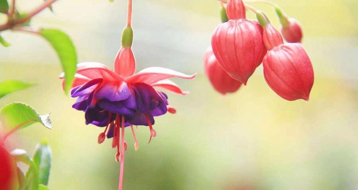 宫灯花语是什么？宫灯的花语有哪些特点？