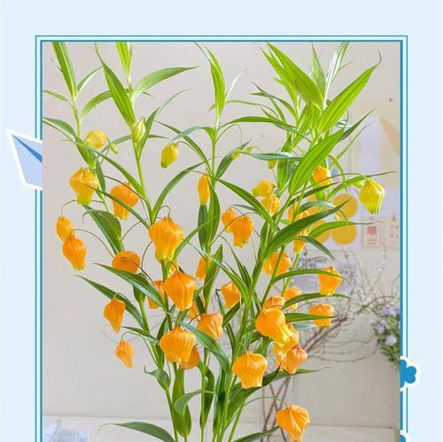 宫灯花语是什么？宫灯的花语有哪些特点？