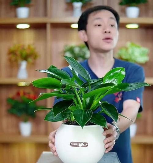 金钻花语有哪些含义？适合哪种场合？