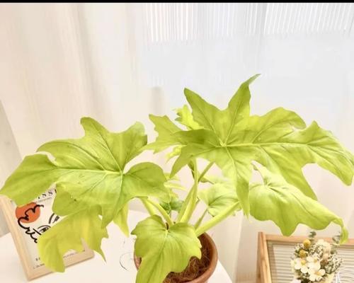 春羽花语有何特别之处？适合送给谁？