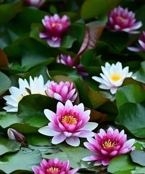 小蜡花语的寓意是什么？如何正确使用？