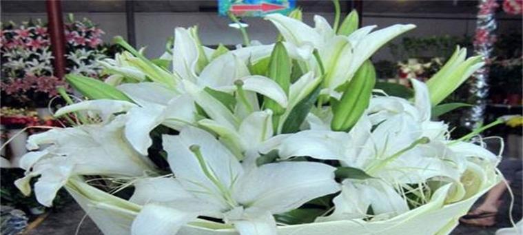 小蜡花语的寓意是什么？如何正确使用？