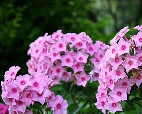 芝樱的花语是什么？如何用芝樱表达情感？