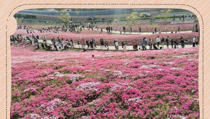 芝樱的花语是什么？如何用芝樱表达情感？