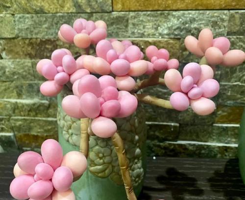 桃蛋的花语有何深意？如何用桃蛋传递爱意？