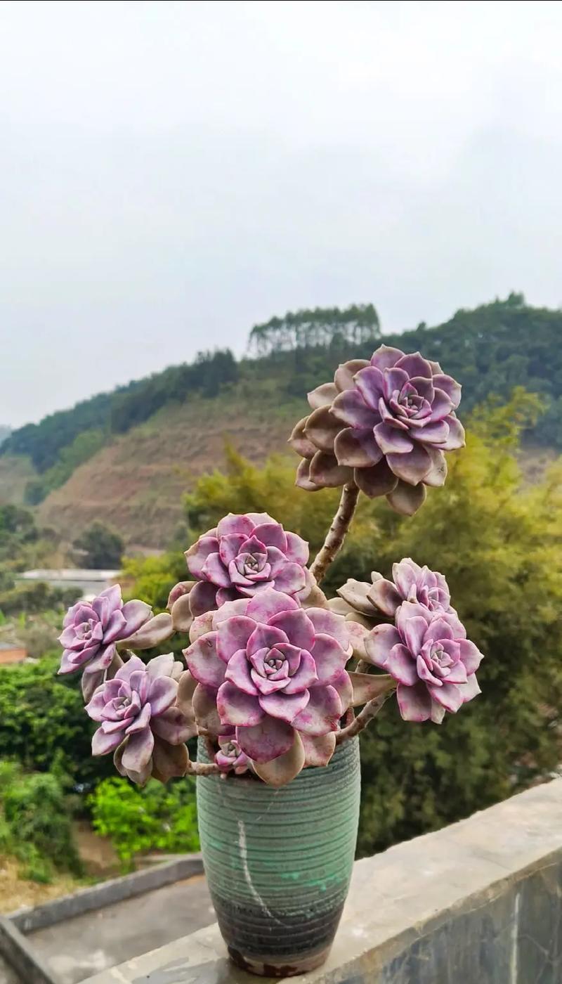紫乐的花语有哪些？如何用紫乐表达祝福？