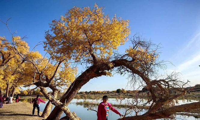 胡杨的花语是什么？如何用胡杨表达坚韧？