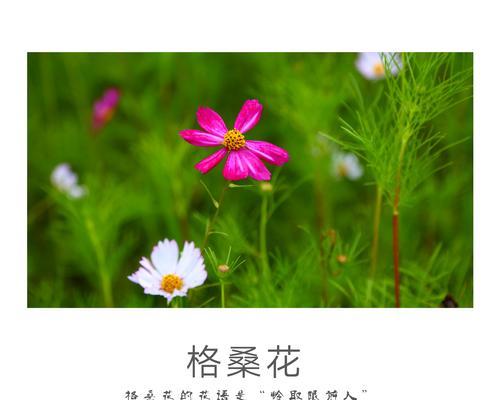 最美花花语有哪些？如何挑选最美的花？