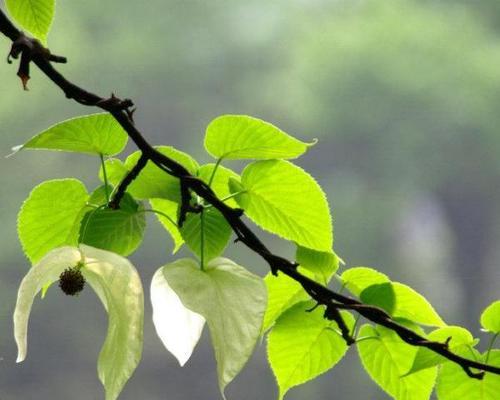 珙桐花语有何深意？如何用珙桐表达祝福？