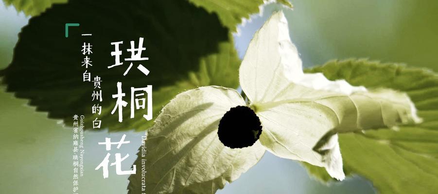 珙桐花语有何深意？如何用珙桐表达祝福？