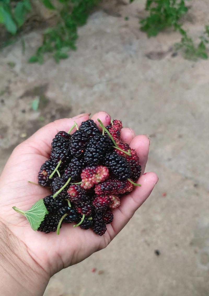 桑葚花语是什么？如何用桑葚表达情感？