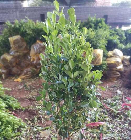法桐的花语有哪些？如何用法桐表达敬意？