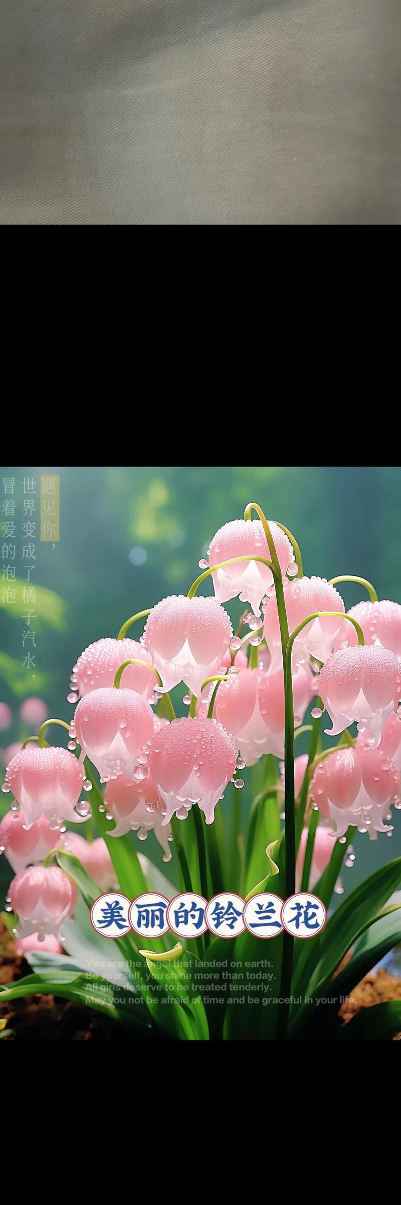 麦兰的花语是什么？如何用麦兰表达祝福？