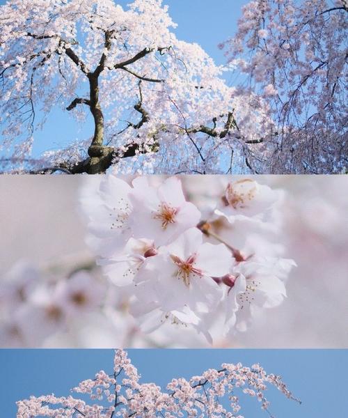 枝垂樱花语有哪些独特之处？如何理解枝垂樱花的花语？